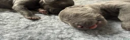 Weimaraner dogs for sale: KC Registered Weimaraner Puppies - Advert 22
