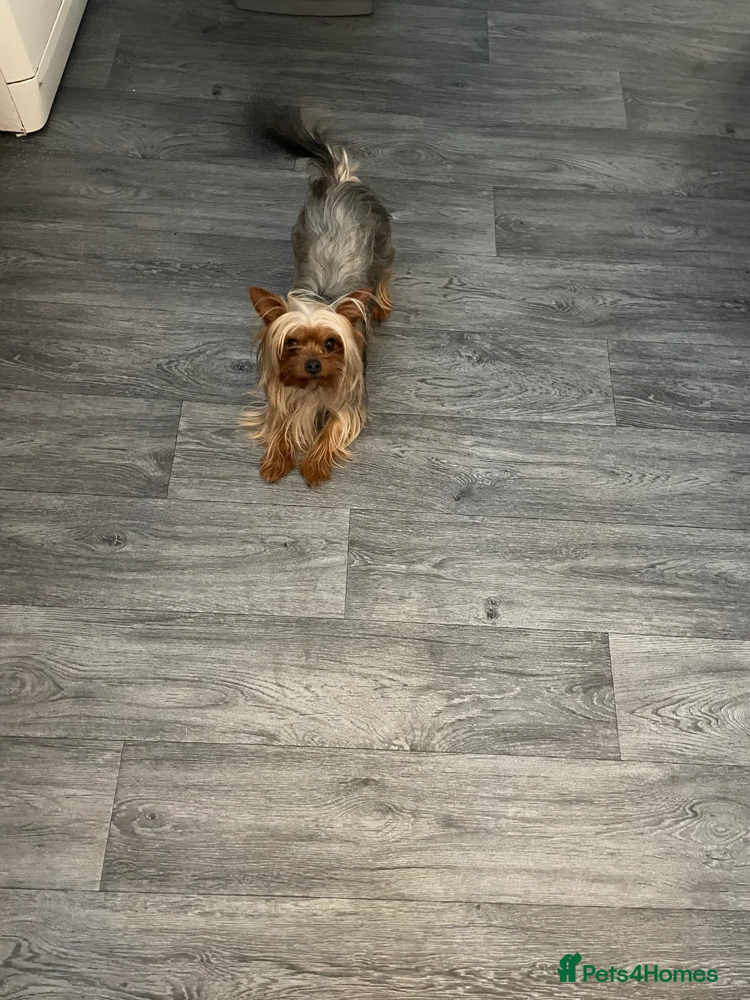 Yorkshire Terrier dogs for stud: Miniature Yorkshire terrier for stud in Bradford - Advert 2