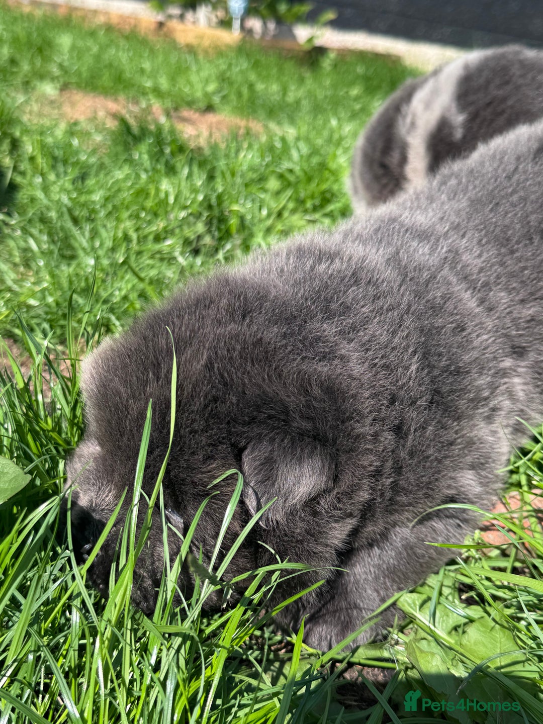 Chow Chow dogs for sale: Last 2 Beautiful chow chow puppies - Image 14