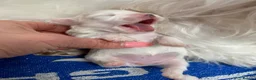 Maltese dogs for sale: ✨Outstanding kc registered Korean Maltese puppies✨ - Advert 9