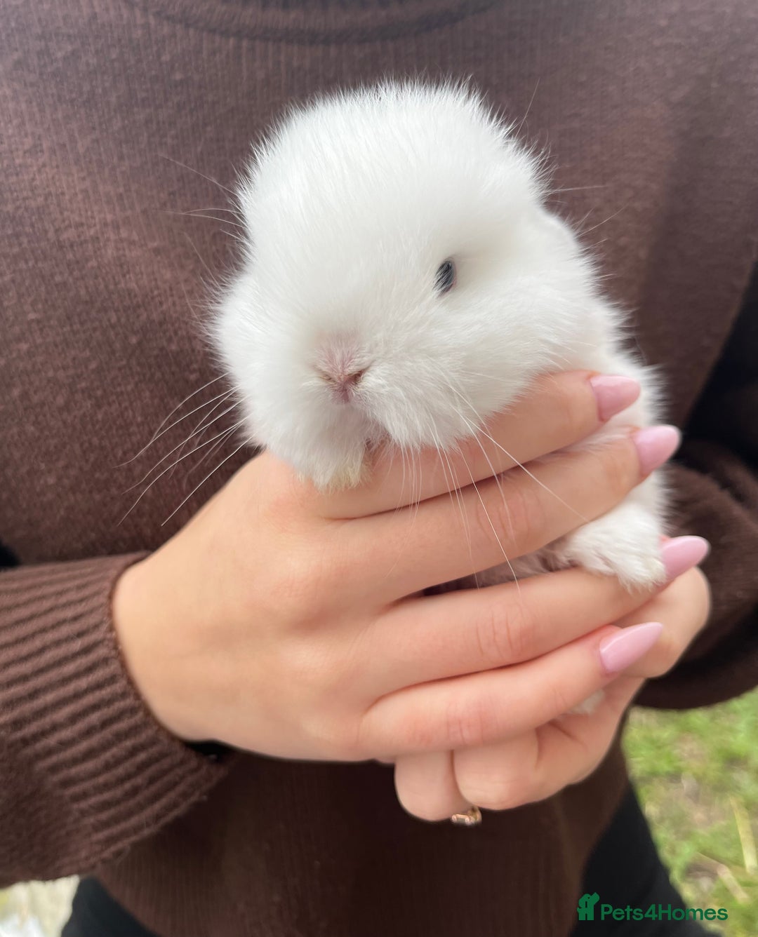 Mini Lop rabbits for sale: Mini Lop Rabbits - Image 3