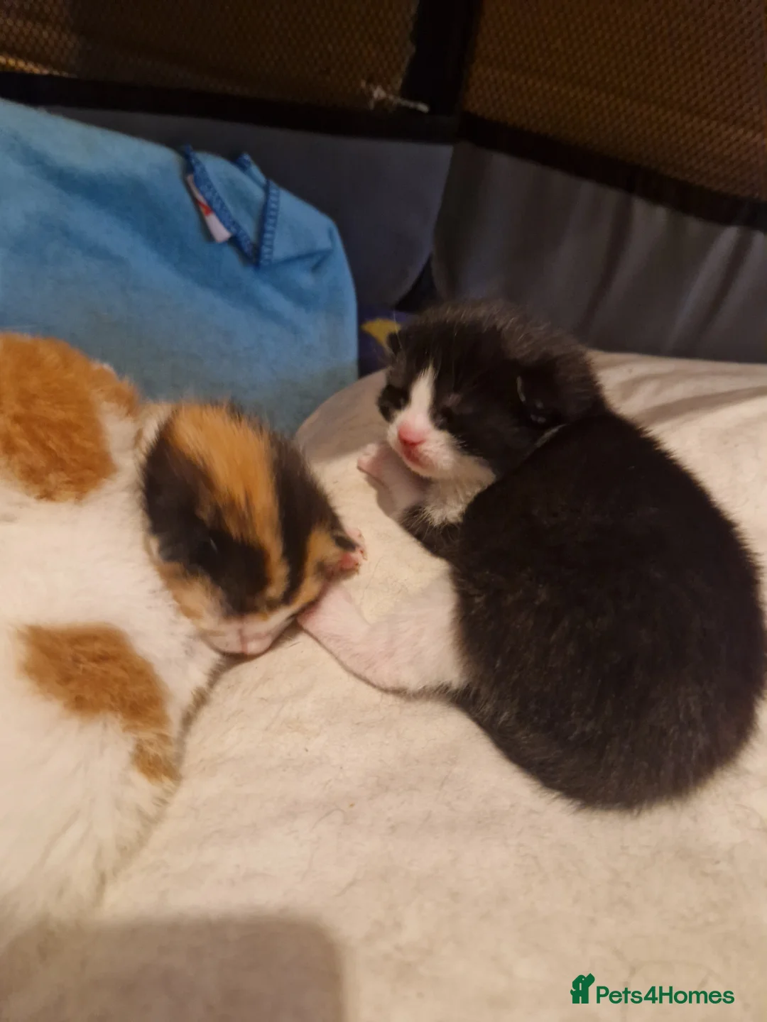 Mixed Breed cats for sale: All SOLD  adorable chunky kittens. - Advert 2