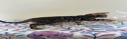 Bengal cats for sale: READY TO GO! Pure Pedigree Bengal Kittens TICA Reg - Advert 8