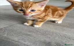 Domestic Shorthair cats for sale: Kittens looking for forever home.  - Image 28