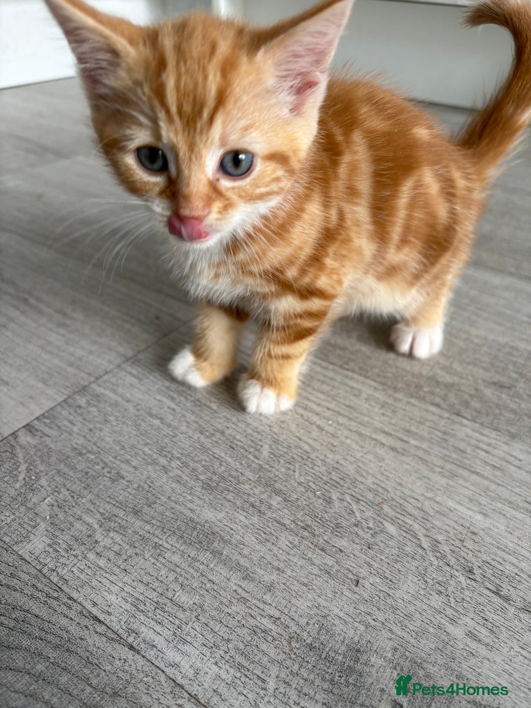 Domestic Shorthair cats for sale: Kittens looking for forever home.  - Image 28