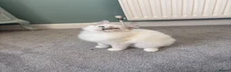 Ragdoll cats for sale: GCCF Mitted Lilac Lynx Active boy - Advert 14