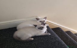 British Shorthair cats for sale: 💜GCCF Kittens Ready for Their Forever Homes!💜 - Image 30