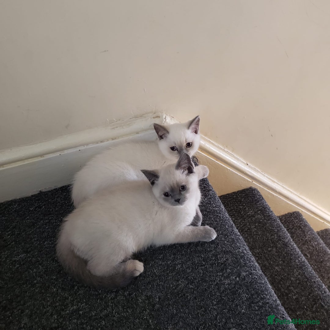 British Shorthair cats for sale: 💜GCCF Kittens Ready for Their Forever Homes!💜 - Image 30
