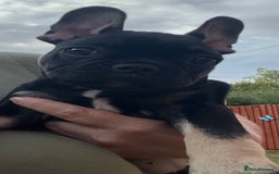 French Bulldog dogs for sale: Beautiful tiny girl Frenchie  - Image 10