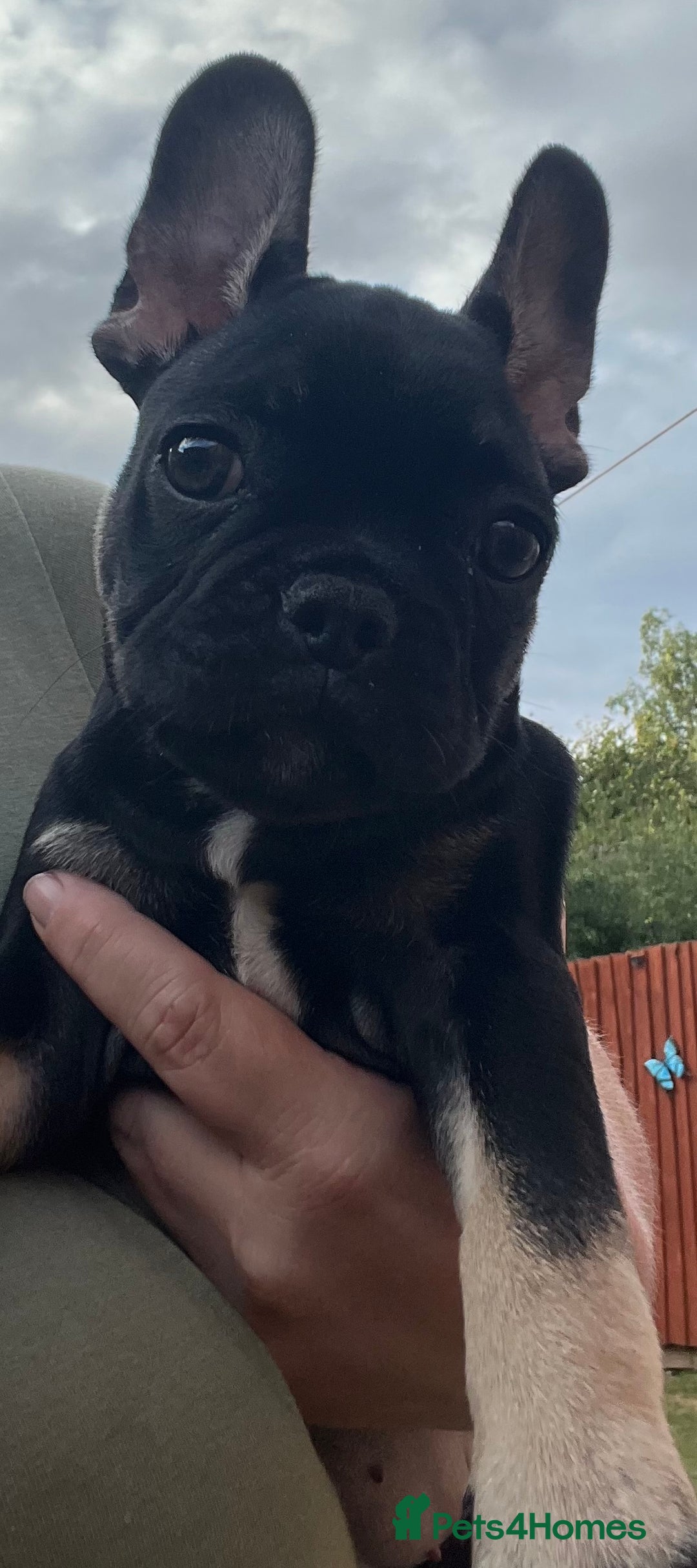 French Bulldog dogs for sale: Beautiful tiny girl Frenchie  - Image 10
