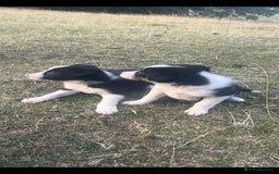 Border Collie dogs for sale: Border Collie Puppies - Image 5