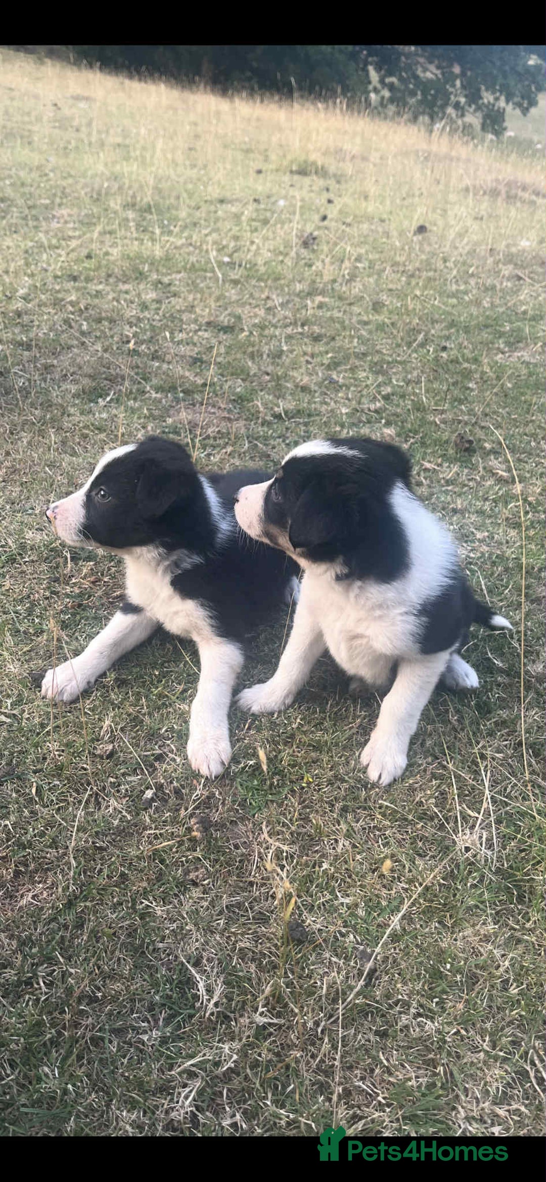 Border Collie dogs for sale: Border Collie Puppies - Image 5
