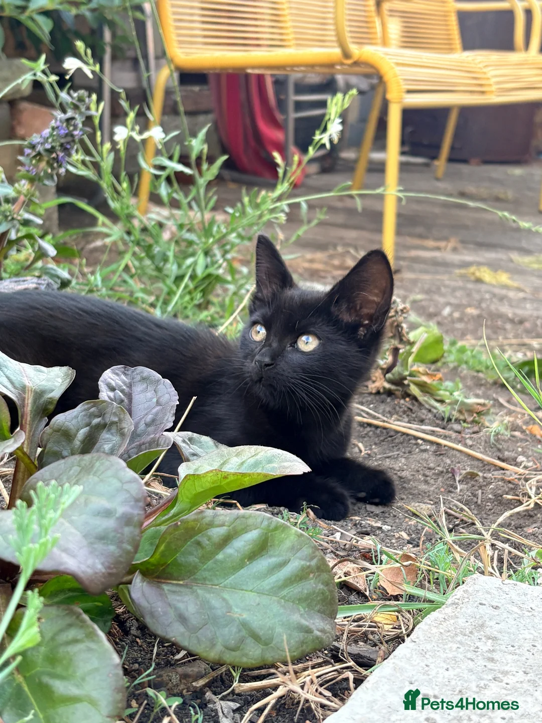 British Longhair cats for sale: 2 beautiful kittens  - Advert 2