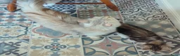 Siberian cats for sale: Sunshine TICA Siberian from Health Tested Parents in Norwich - Advert 8