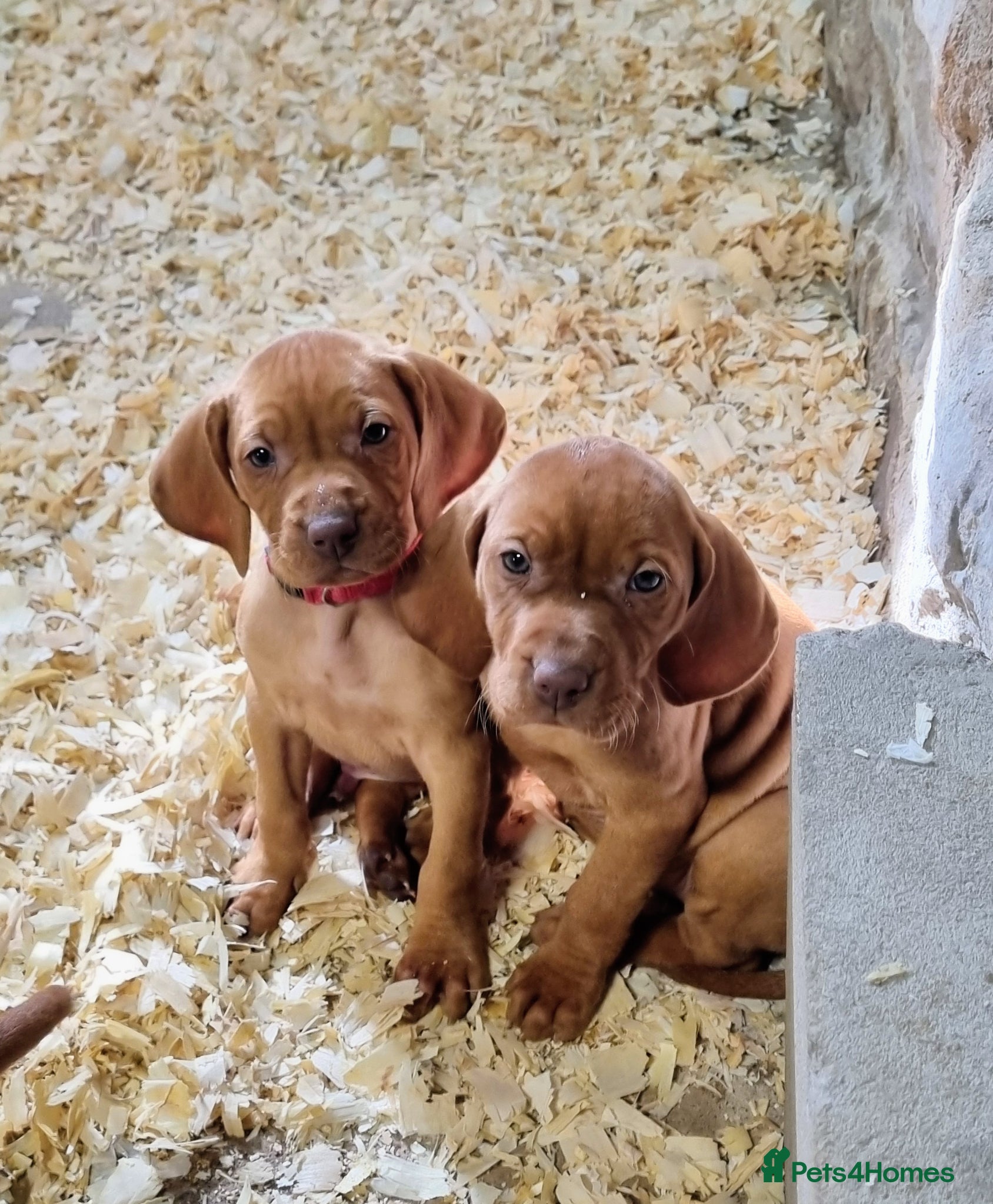 Hungarian Vizsla dogs Beautiful KC Registered Hungarian Vizsla Puppies  - Advert 1