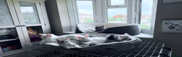 Maine Coon cats for sale: Mainecoon Stunning - Advert 3