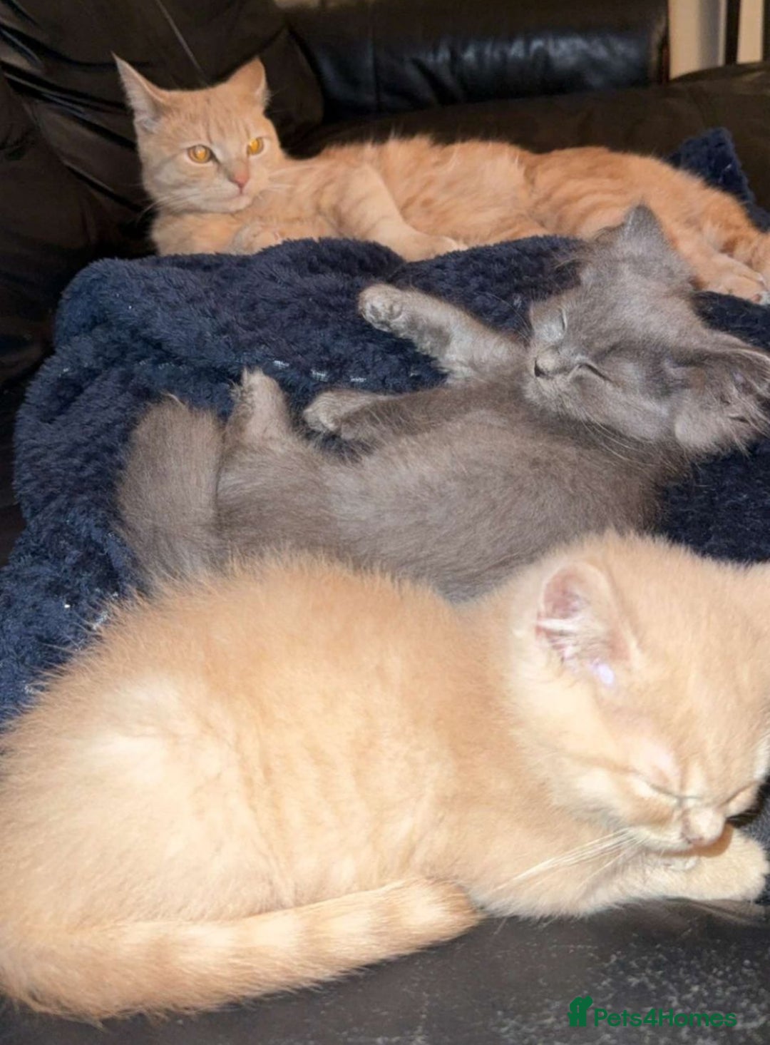 Mixed Breed cats for sale: Persian x Russian blue & British shorthair - Image 4