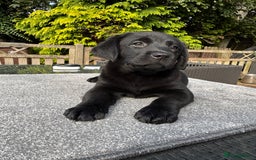 Labrador Retriever dogs for sale: Stunning Show Chunky Girl Available  - Image 3