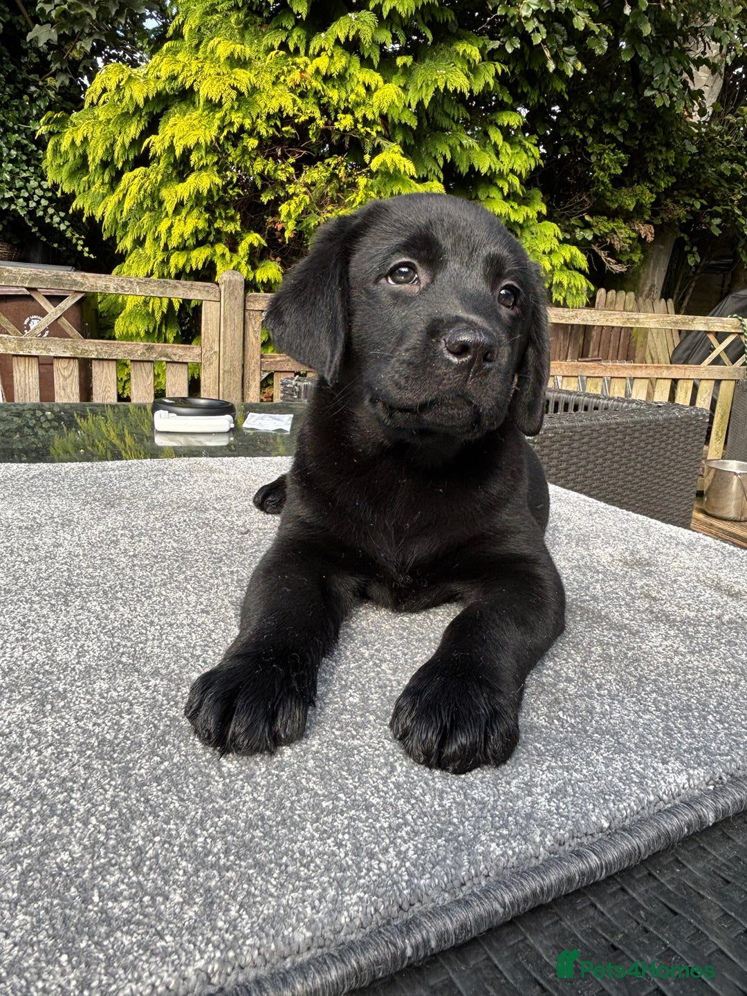 Labrador Retriever dogs for sale: Stunning Show Chunky Girl Available  - Image 3