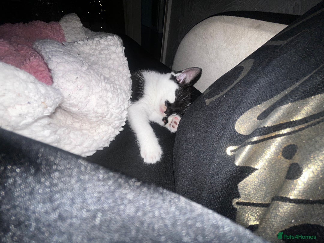 Mixed Breed cats for sale: Cute kitten for sale with accessories  - Advert 7