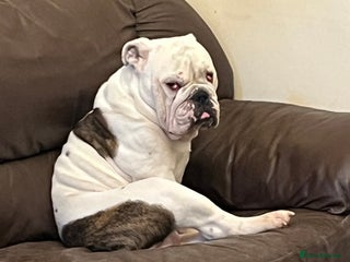 English Bulldog dogs in Ryde - Advert 6