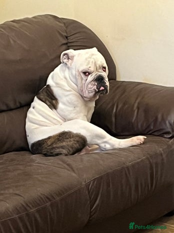 English Bulldog dogs in Ryde - Advert 14