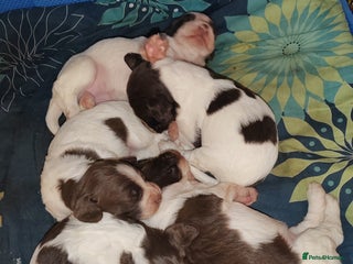 English Springer Spaniel dogs - Advert 2