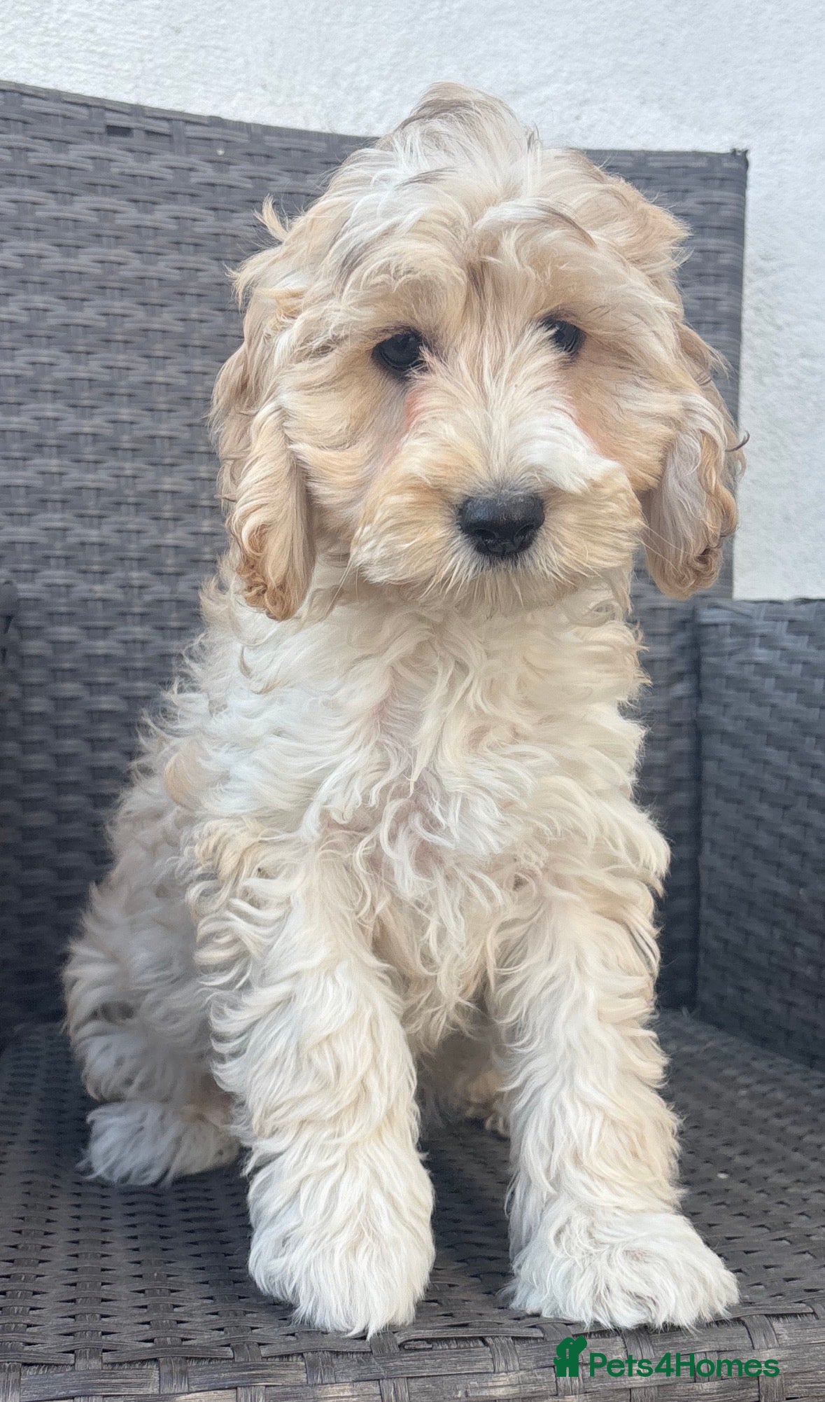 Cockapoo dogs F1 cockapoo puppies  - Advert 2