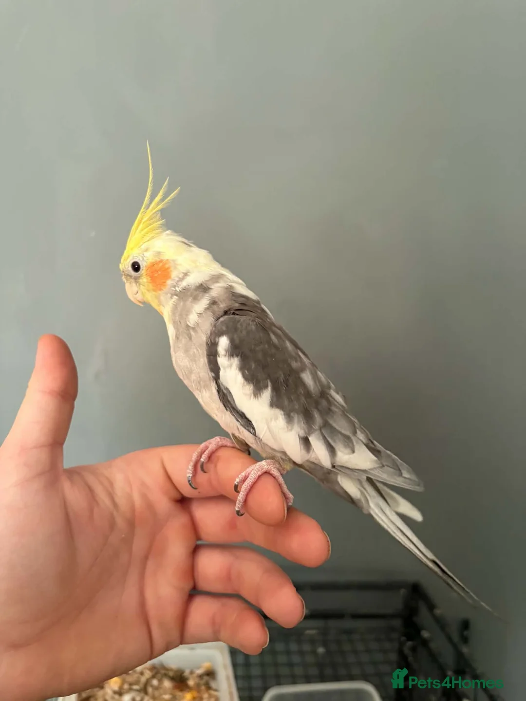 Cockatiels birds for sale: Handtame female cockatiel  - Advert 2