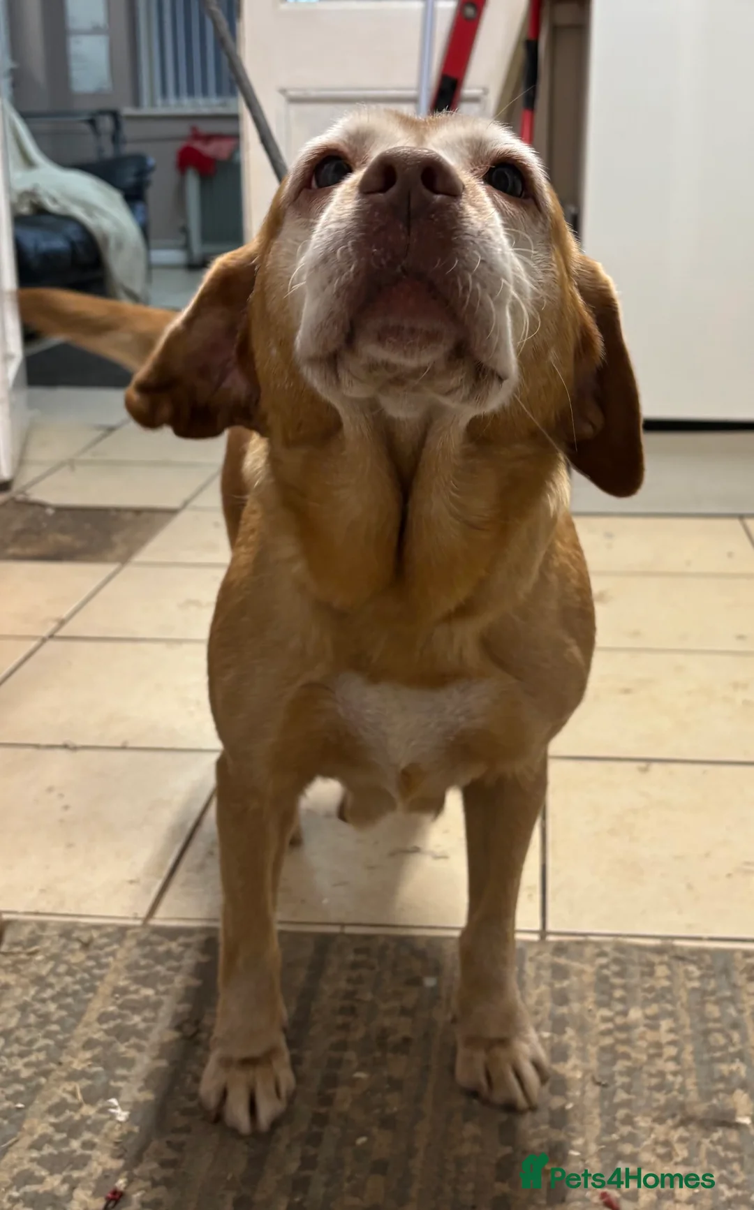 Labrador Retriever dogs for sale: 6 Year Old Female Labrador  - Advert 3