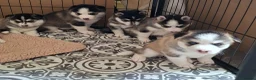 Pomsky dogs for sale: Stunning Pomsky Puppies  - Advert 9