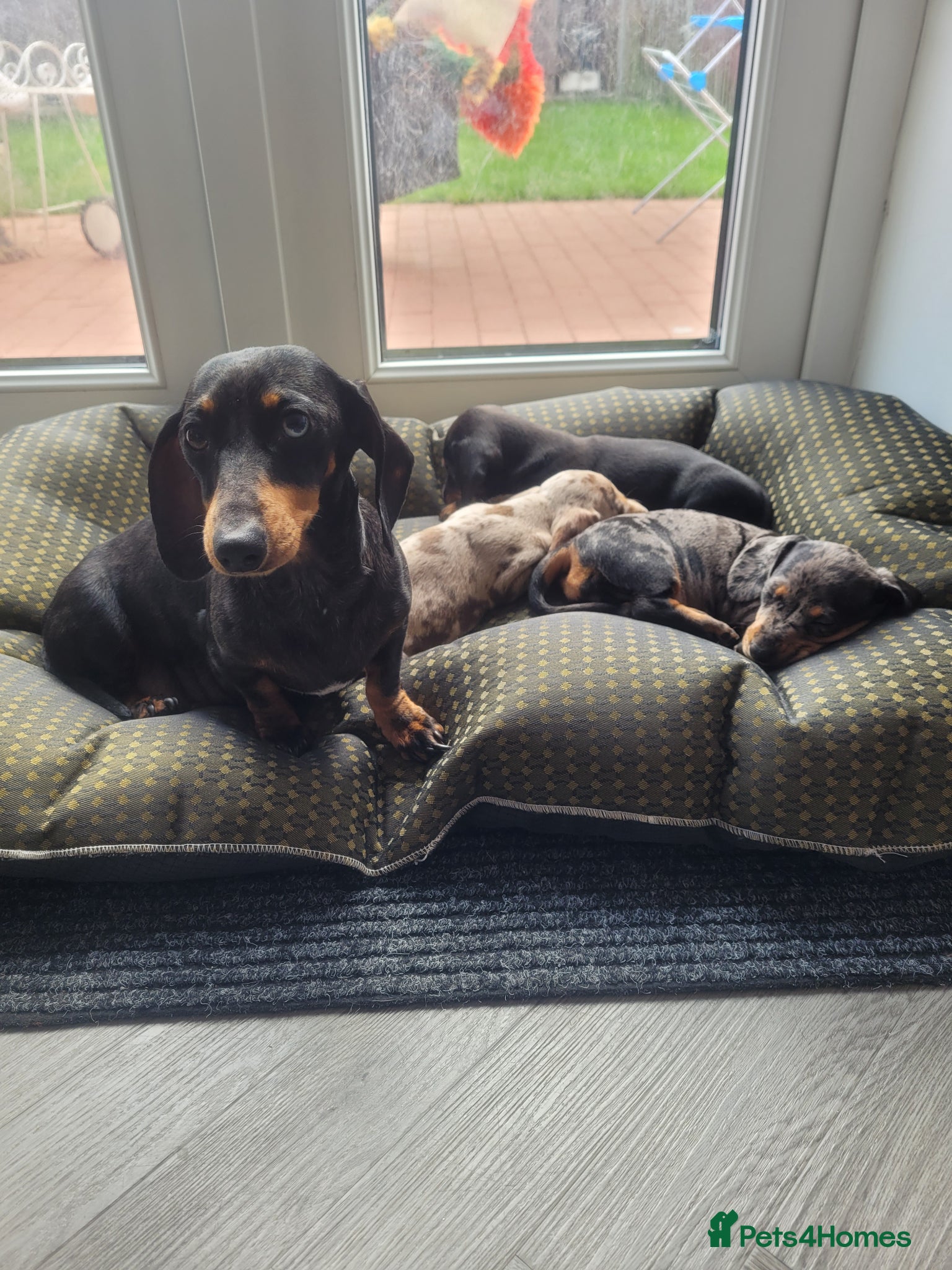 Miniature Dachshund dogs for sale: Beautiful KC Registered Miniature Dachshund Girls - Advert 1