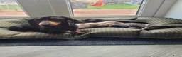 Miniature Dachshund dogs for sale: Beautiful KC Registered Miniature Dachshund Girls - Advert 1