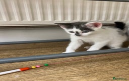 Mixed Breed cats for sale: 3 kittens for sale  - Image 1