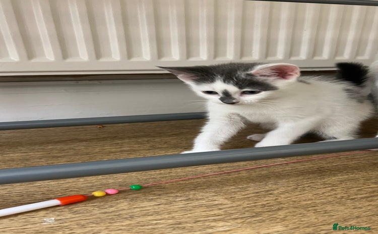 Mixed Breed cats - Advert 4