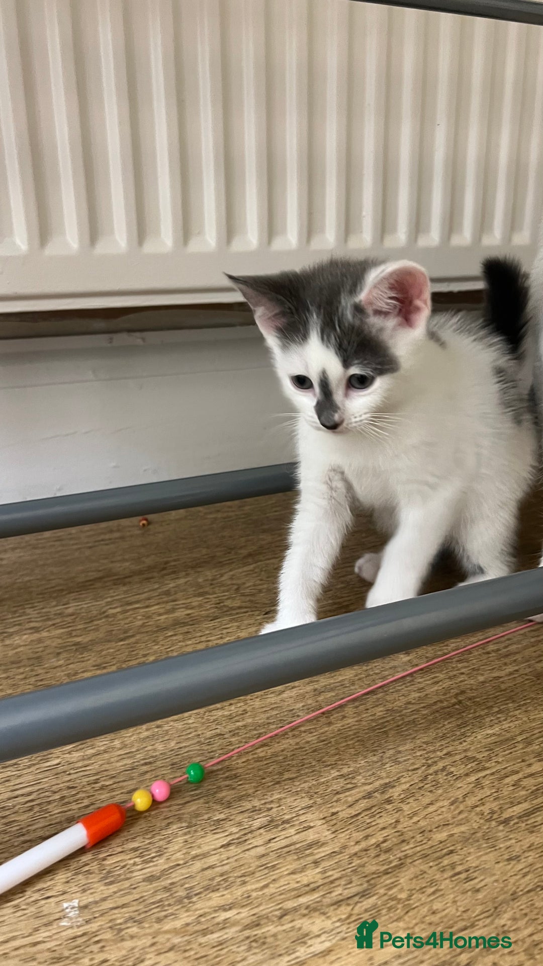 Mixed Breed cats for sale: 3 kittens for sale  - Image 1