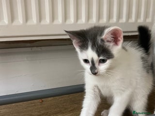 Mixed Breed cats - Advert 29