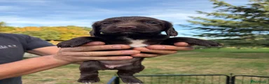 Sprocker 2