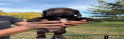 Sprocker dogs for sale: Sprocker Spaniel Puppies  - Advert 5