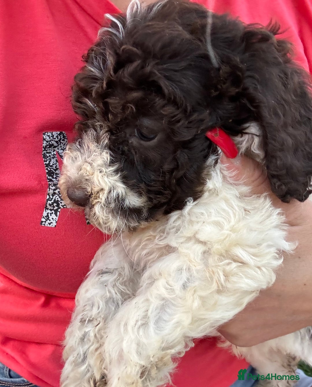 Cockapoo dogs for sale: F2  cockapoo puppies  - Image 9