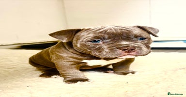 American Bully dogs - Advert 8