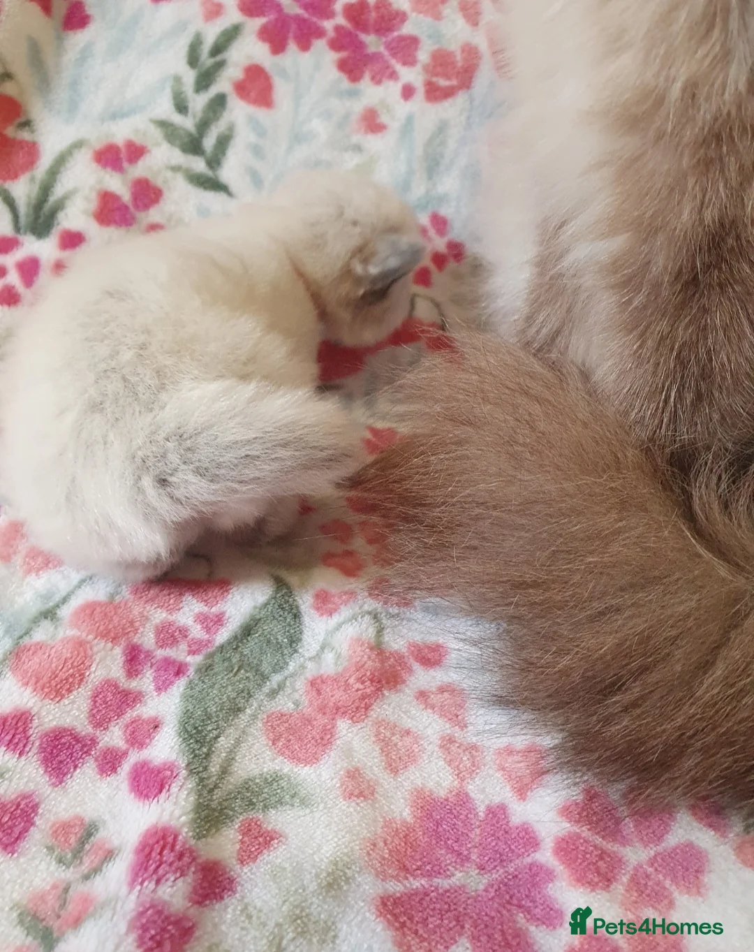 Ragdoll cats for sale: 💕 Beautiful Ragdoll kittens for sale 💕 - Advert 19
