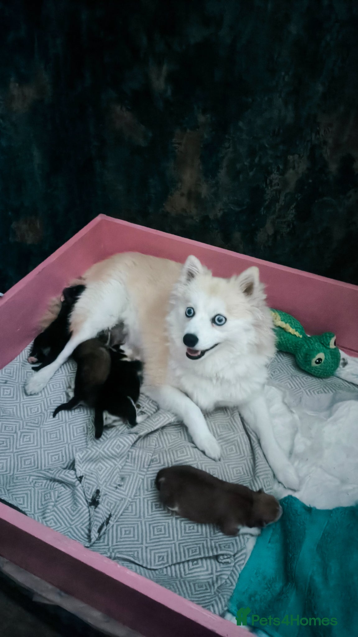 Pomsky dogs for sale: Beautiful Pomsky Puppies 3 Girls & 1 Boy Available in Carlisle - Advert 1