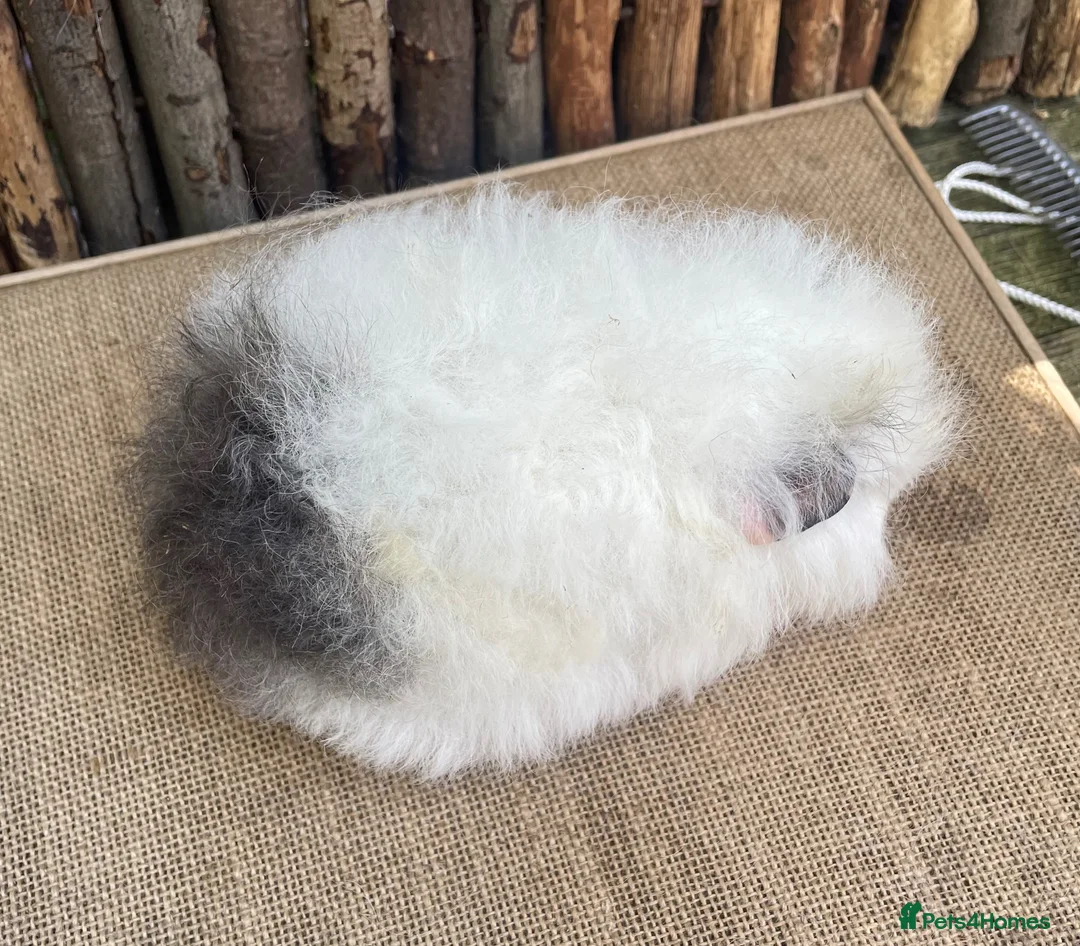 Guinea Pig rodents for sale: Baby Swiss sow - Advert 2