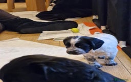 Sprocker dogs for sale: Beautiful sprocker pups - Image 15