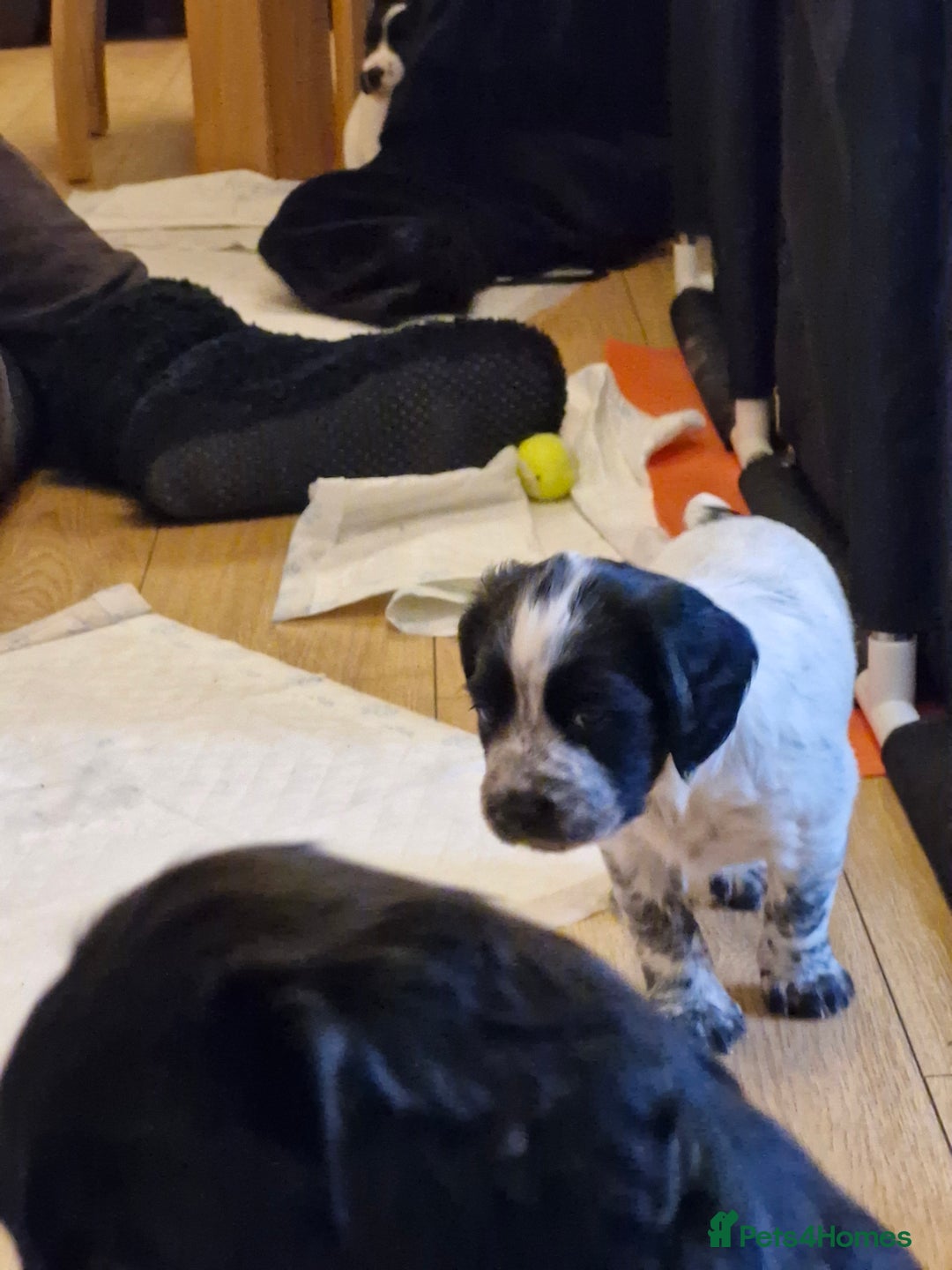 Sprocker dogs for sale: Beautiful sprocker pups - Image 15