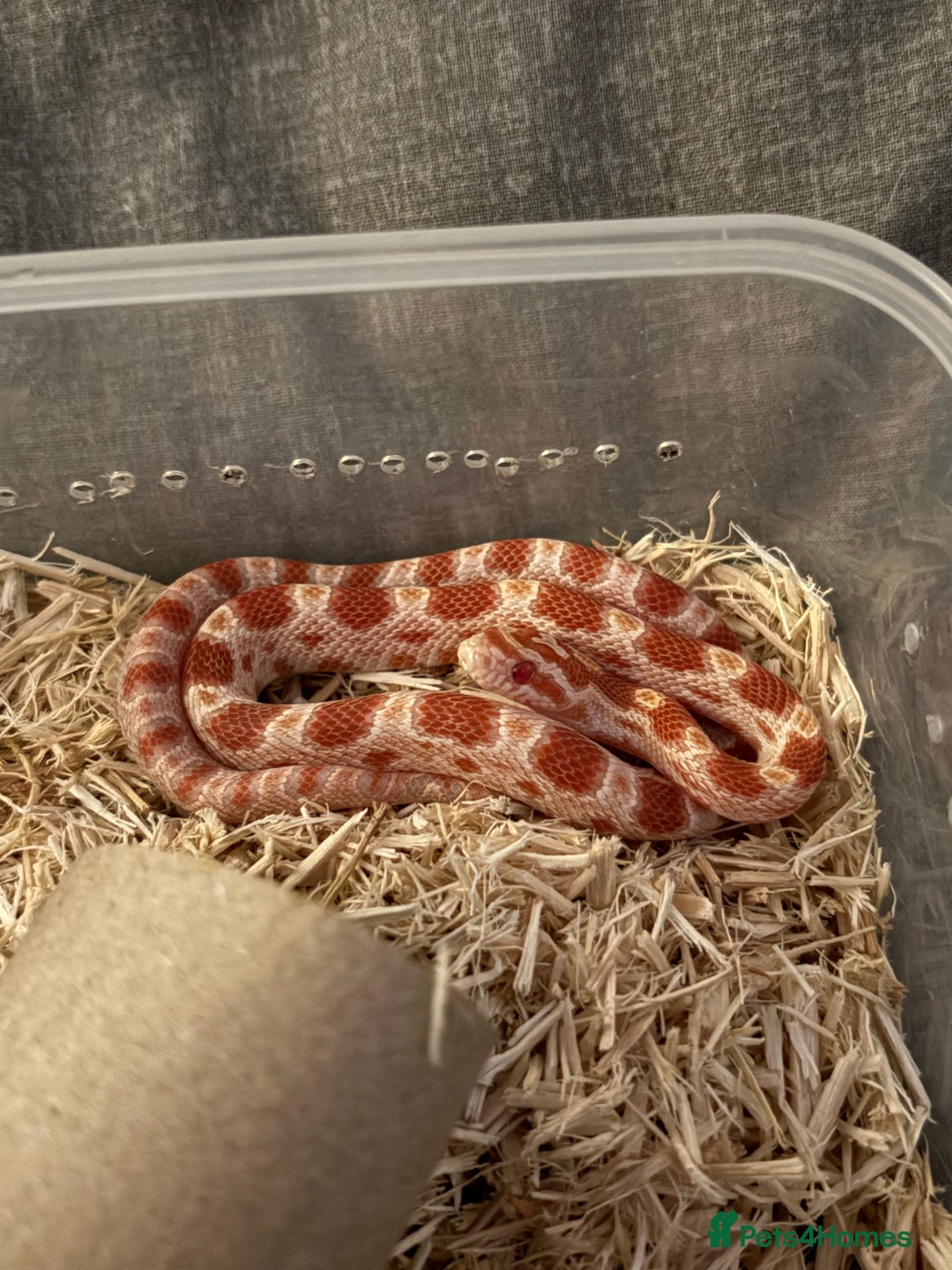 Corn Snake reptiles for sale: Only have 10 beautiful amel Cornsnakes left - Image 9