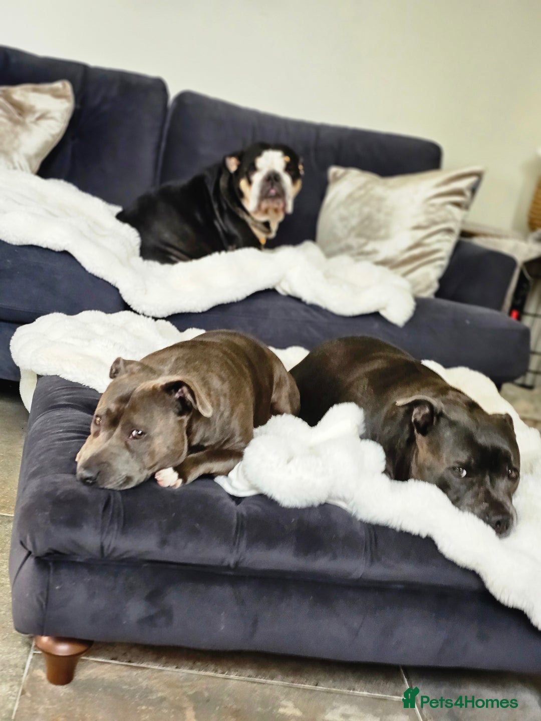 English Bulldog dogs for sale: KC Reg English Bulldogs Champion Bloodlines  - Image 34