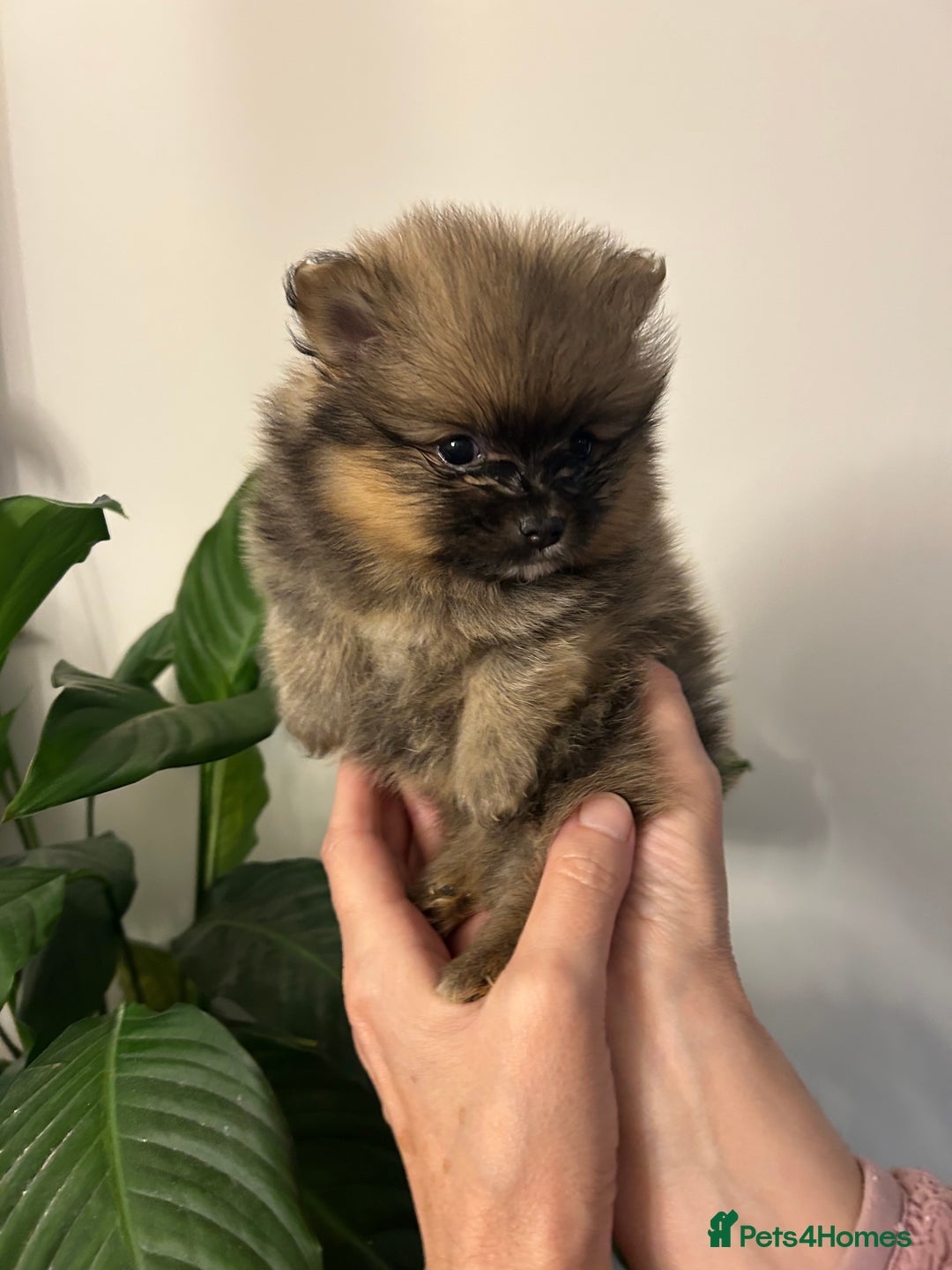 Pomeranian dogs for sale: Kc reg. Show quality 3 Pomeranian girls - Image 13