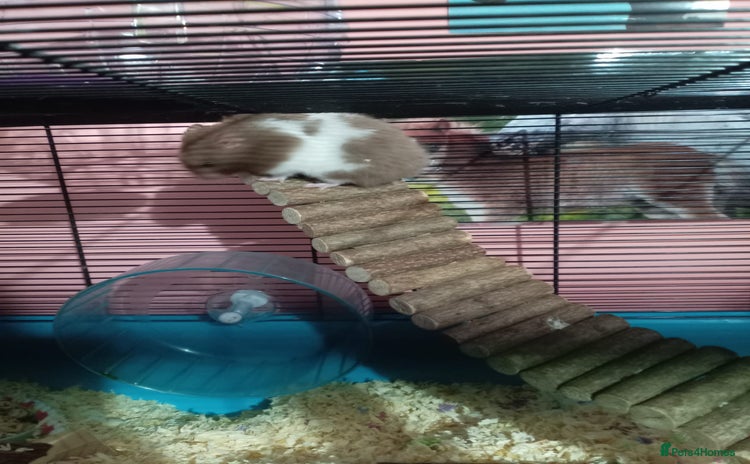 Hamster rodents - Advert 1